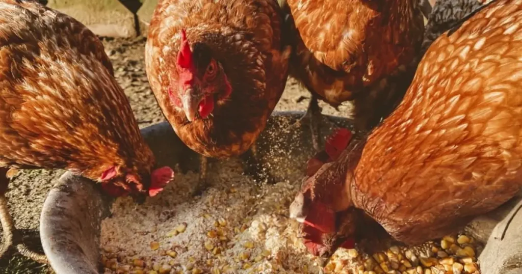 Various chicken feeders in a sunny, vibrant chicken coop, with chickens eating happily